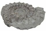 Jurassic Fossil Ammonite (Eugassiceras) - United Kingdom #219984-1